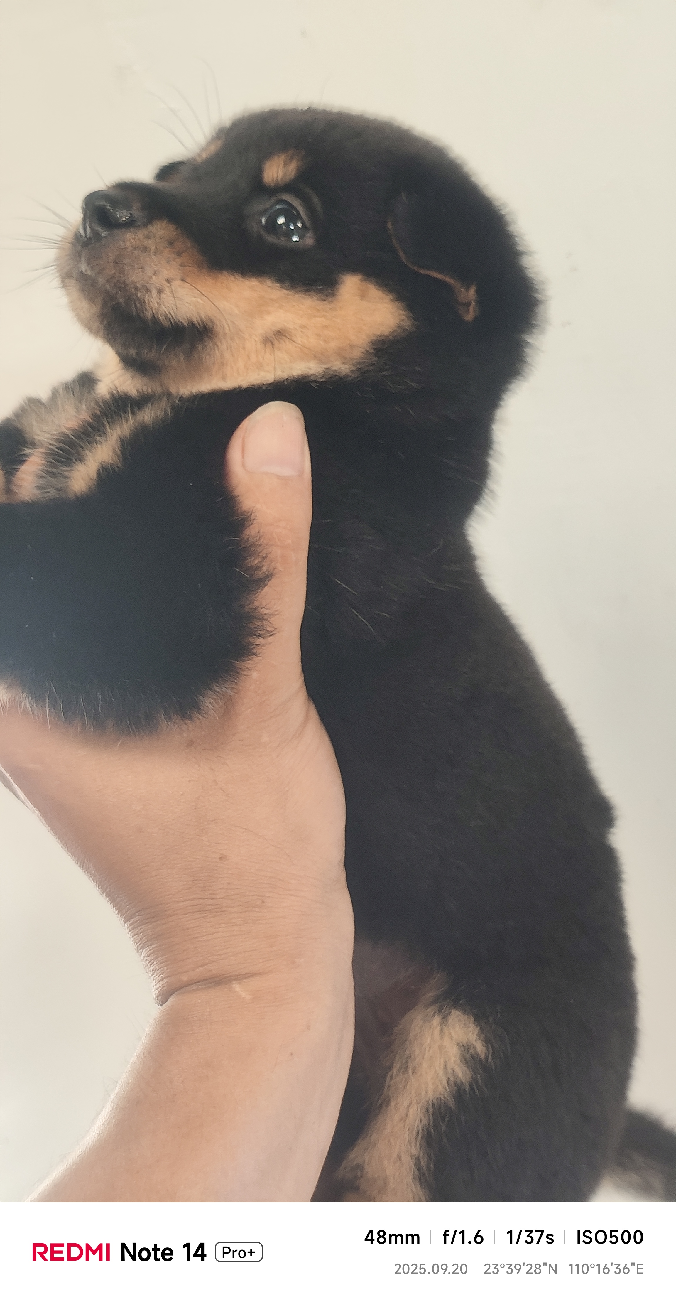 中华田园犬